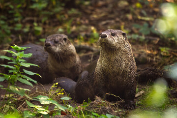 Two otters amidst greenery, exuding curiosity and alertness in a wild setting.