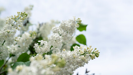 Blooming white lilac closeup