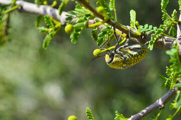 julodis in the forest, clos up of vachellia nilotica tree leaf