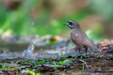 Siberian Rubythroat Bright red neck, black mouth and face, white eyebrows and whiskers. The head and body are brown, the chest is gray, the underbody is orange-brown.