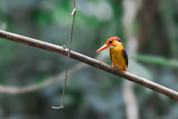 Oriental Dwarf KingfisherThe mouth is red, the head, rump and tail are purplish pink. yellow-orange face There are dark blue and white stripes, dark blue on the back. The lower body is orange-yellow. 