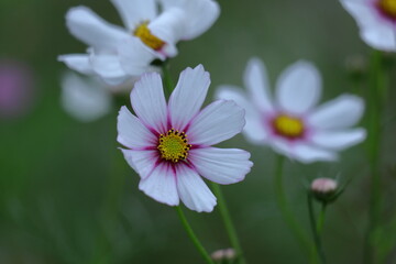 秋風に揺れて咲く