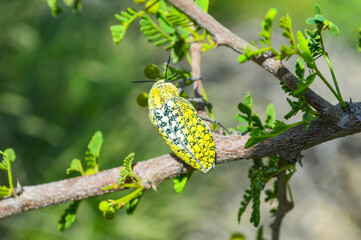 yellow flowers vachellia nilotica, tree branch julodis animal