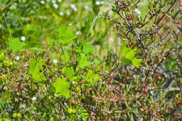 green plant leaves background