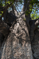baobab, Adansonia digitata, arbre le plus celébre avec 21 m de circonférence. Majunga, Madagascar