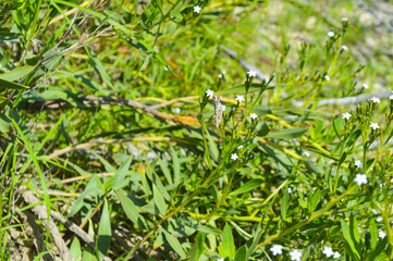 Close up green grass in the forest. White plant flowers 