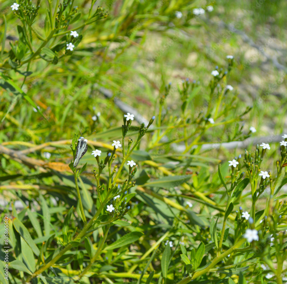 Wall mural natural environment view bee on a flower