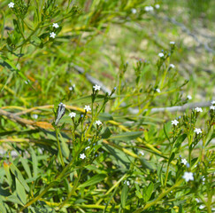natural environment view bee on a flower