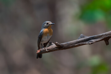 Indochinese Blue Flycatcher The head and tail are blue-gray and the neck and chest are orange.