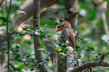 Banded Kingfisher The head, back, and tail have alternating brown stripes. The body below is white. The chest and sides of the body have a black scale pattern.