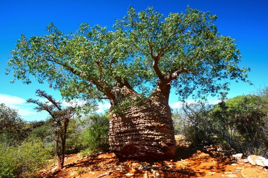 "Grandmother" Fony baobab (Adansonia rubrostipa, Malvaceae family) as seen in Tsimanampetsotsa National Park (Atsimo-Andrefana Region, south-west coast of Madagascar)