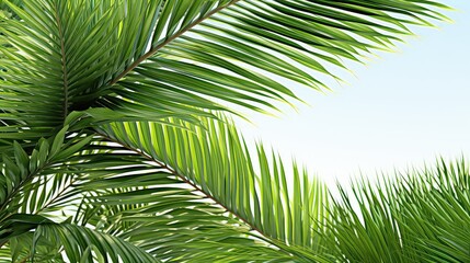 palm leaves plant UHD Wallpaper