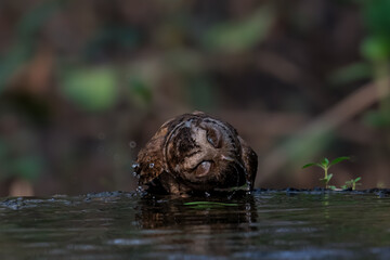 Collared Scops Owl Dark hazel eyes Brown body feathers The neck is brownish-yellow. In nature, it is often difficult to notice. Forehead and eyebrows light brown The lower body has black lines.