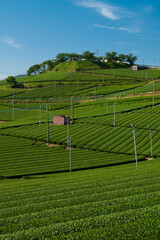 福岡県　一番茶摘みが終わった八女中央大茶園