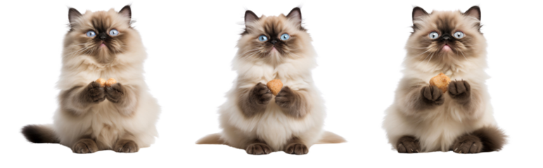 Group of Himalayan cats sitting and holding a food, isolated on transparent background