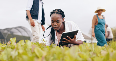Woman, tablet and inspection at greenhouse or teamwork for vegetable food supply chain, agriculture...
