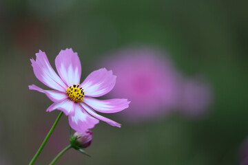 秋風に揺れて咲く