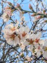 Mendal, almond flower, mendal in bloom, mendal tree