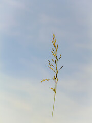 isolated oat with cloudy blue sky