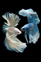 Painting like real The moving moment beautiful of two fish one is white and other is blue strong betta fish or dumbo betta splendens loving fish on black background