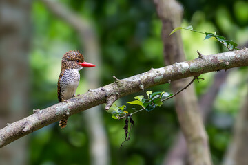 Banded Kingfisher The head, back, and tail have alternating brown stripes. The body below is white. The chest and sides of the body have a black scale pattern.