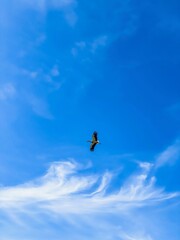 Stork, stork in the sky, stork in flight