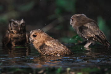 Collared Scops Owl Dark hazel eyes Brown body feathers The neck is brownish-yellow. In nature, it is often difficult to notice. Forehead and eyebrows light brown The lower body has black lines.