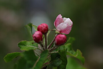 Pink Apple Blossom Buds in Spring