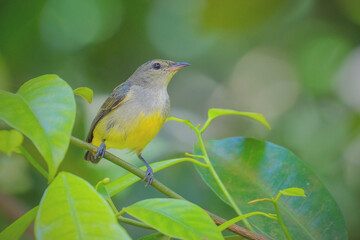 female orange bellied on a branch