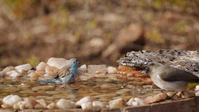 Blue breasted Cordonbleu and dark capped bulbul drinking and bathing in waterhole in Kruger national park, South Africa