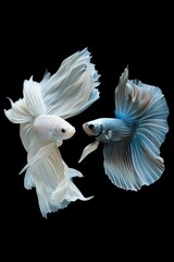 The moving moment beautiful of two fish one is white and other is blue betta fish or dumbo betta splendens fighting fish on black background, 