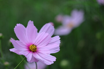秋風に揺れて咲く