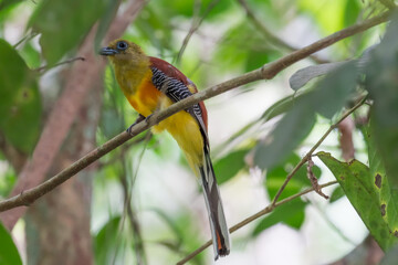 Orange-breasted Trogon Gray breast, lighter belly than males. Brown and black striped wings. Phetchaburi, Thailand.