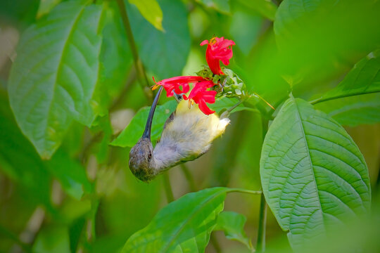 little spiderhunter on a flower