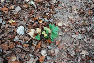 fallen leaves, autumn colors, dry leaves, forest floor, seasonal change, leaf litter, natural carpet, decay in nature, woodland ground, earthy tones, organic texture, environmental cycle, leafy 
