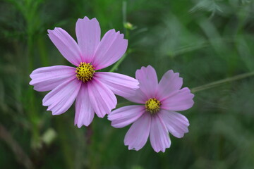 Fototapeta premium 秋風に揺れて咲く