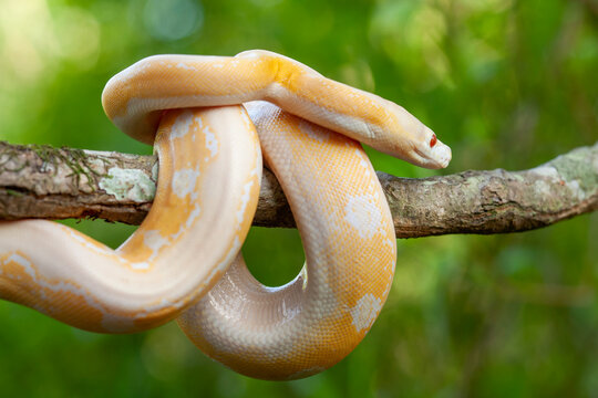 Phyton Albino in Branch