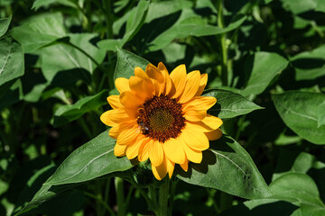 Sunflowers blooming in the park