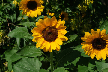 Obraz premium Sunflowers blooming in the park