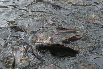 Fish in the pond for cooking