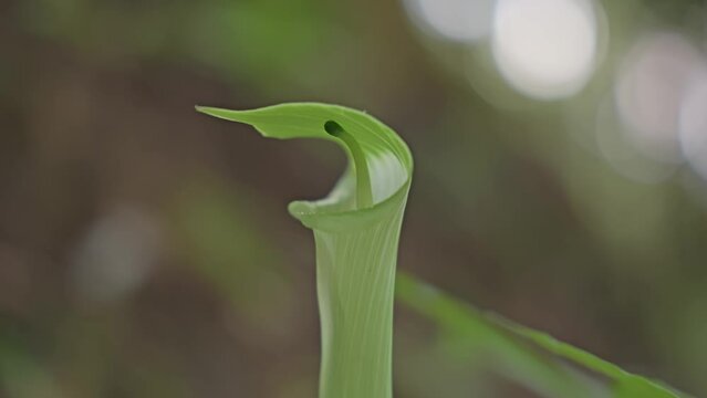 Flower on Arisaema serratum plant growing in woodland