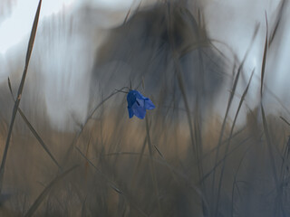 one blue floweer alone in the grass