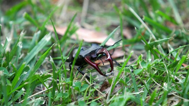 Close-up of a stag beetle in the wild. Concepts about animals and environmental protection.