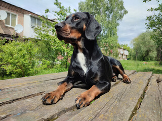 dog on a bench, black dog, nature, 