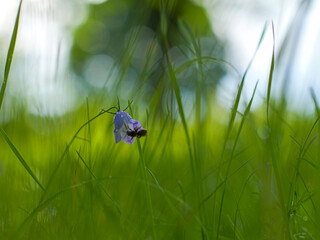 greenish backdrop with a flower and a bee