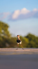 southern lapwing bird front view