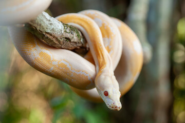 Phyton Albino in Branch