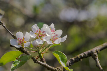 Kwiaty jabłoni z różowym środkiem. W małym, amatorskim sadzie pięknie zakwitły jabłonie -...