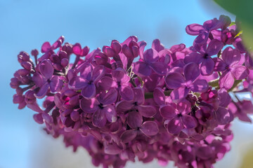 Obficie kwitnący fioletowy bez w maju. Niezwykle intensywnie pachnące kwiaty „szalonego”...
