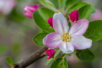 W ogrodzie zakwitł różowawy kwiat jabłoni. Piękny wiosenny kwiat jabłoni w sadzie  ładnie...